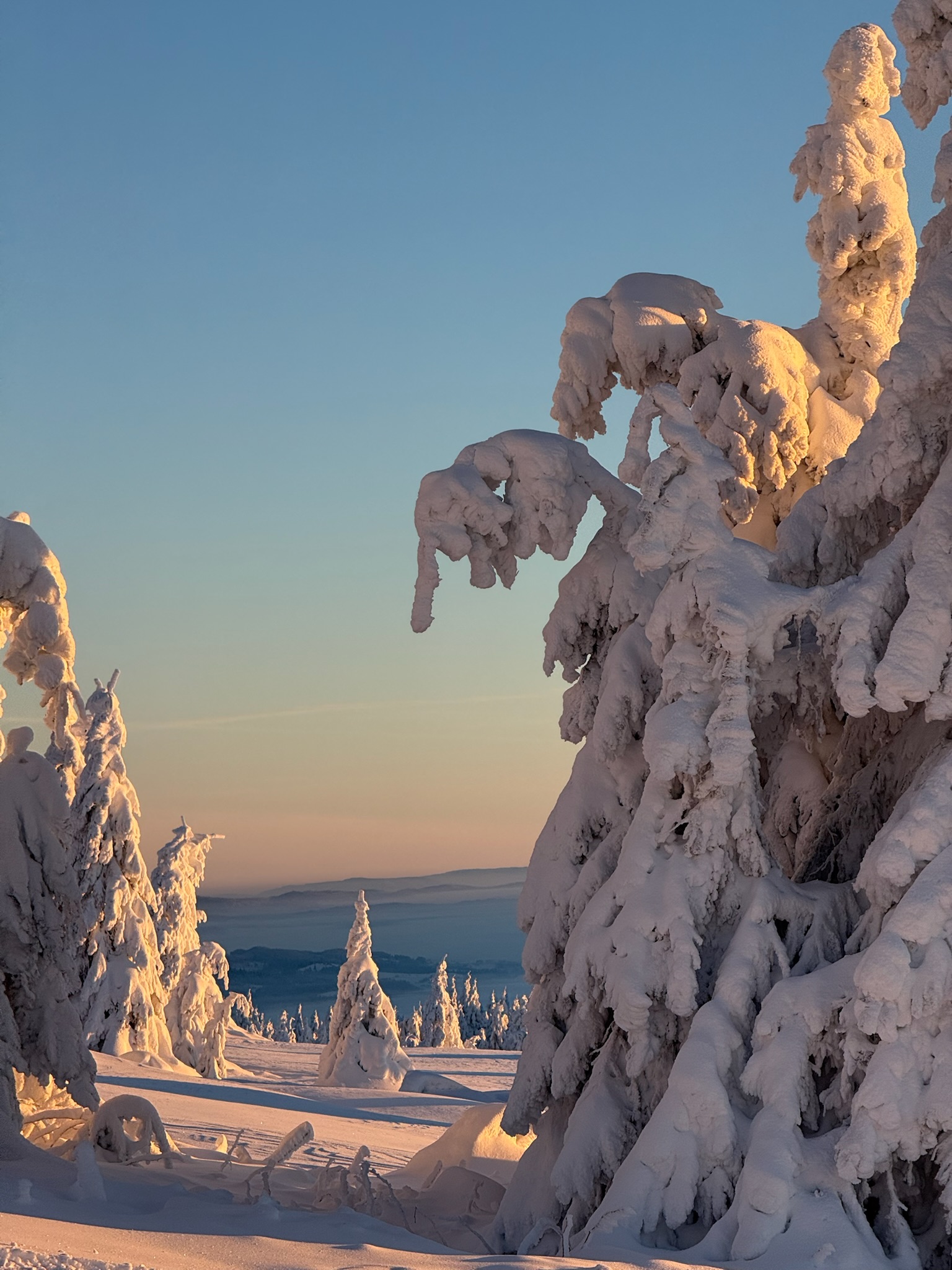 Snow-covered trees glowing in warm sunrise light